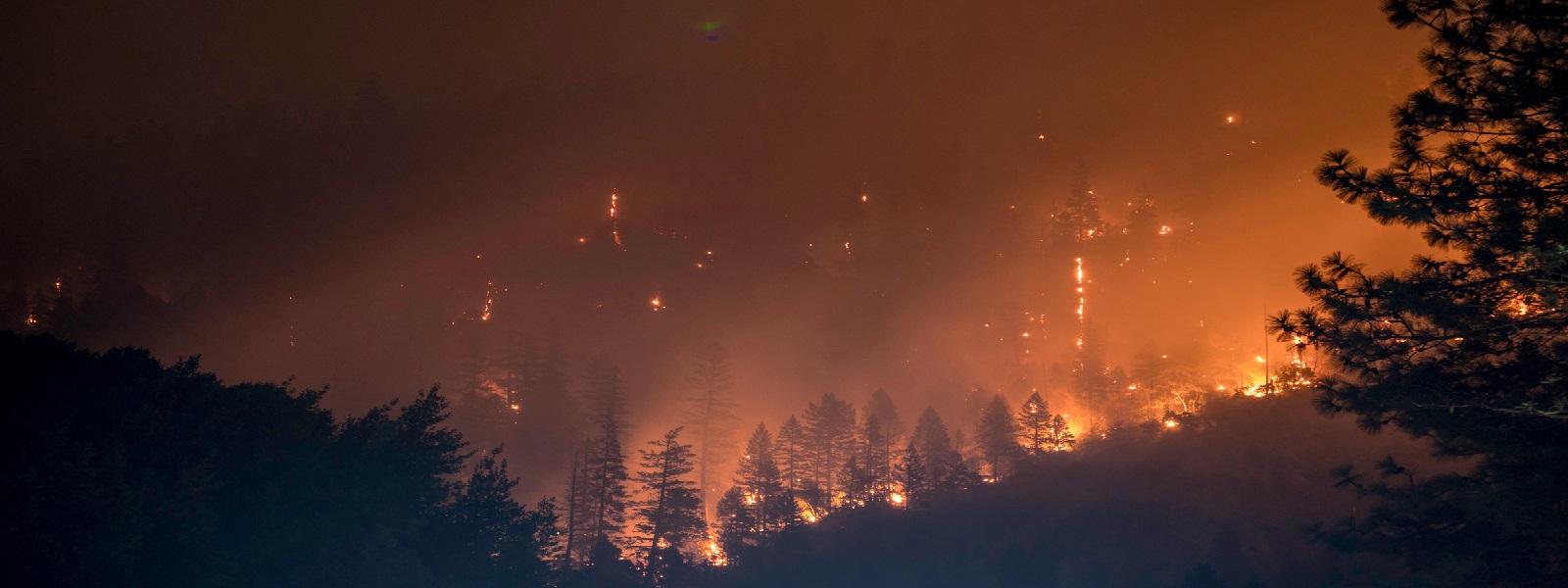 Silhouette of a wildfire in the forest. 