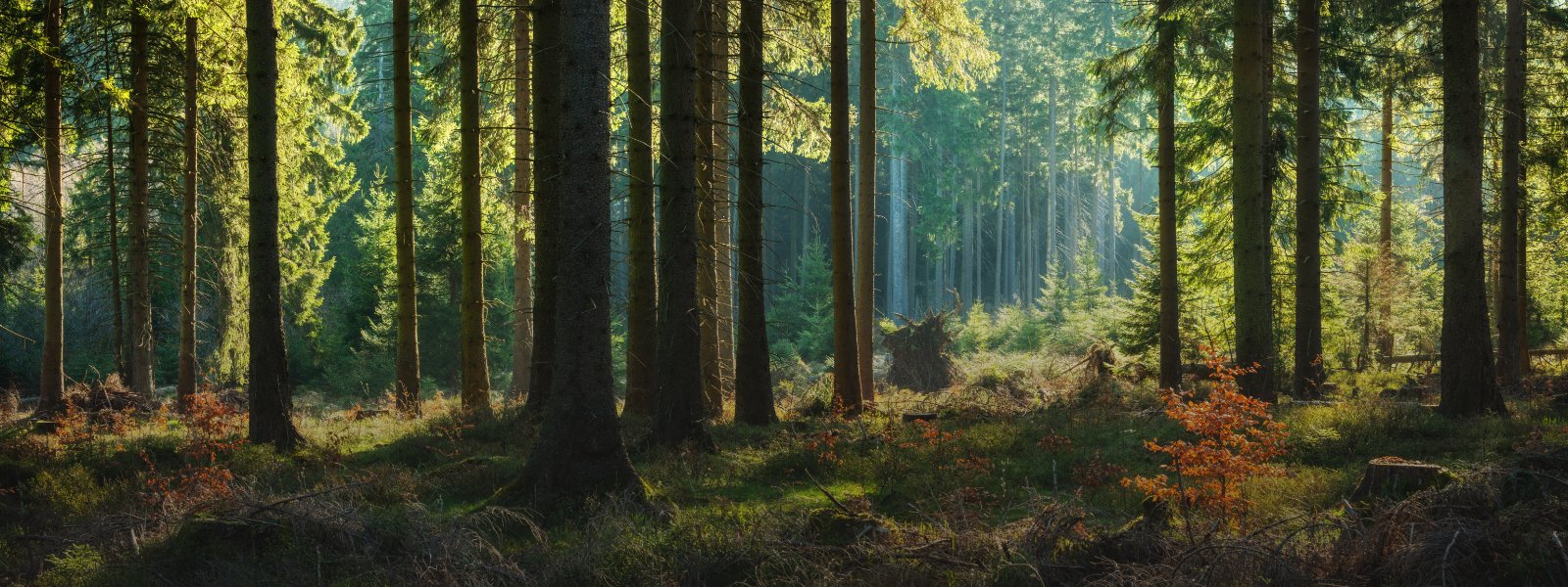 A forest of trees with sunlight streaming from above. 