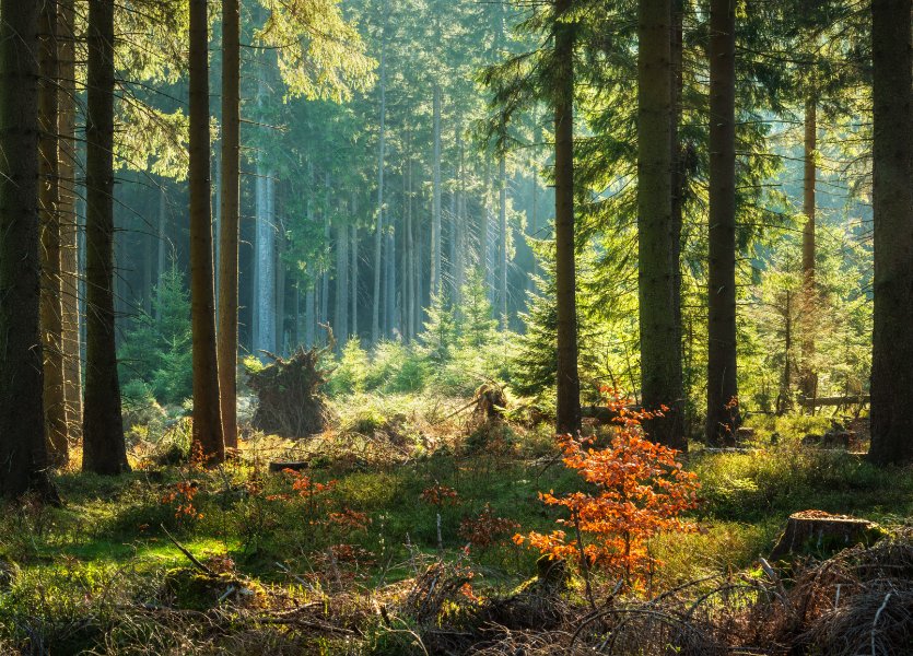 A forest of trees with sunlight streaming from above. 